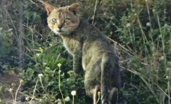 机场附近出现“豹子”，大批人员带着装备搜查，结果却是只丛林猫