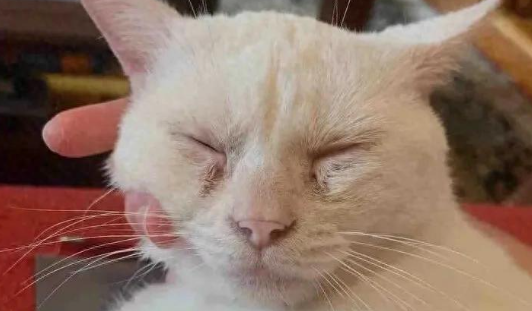 满身伤痕的流浪猫趴窗求助，查出猫艾滋后，它的结局让人意外