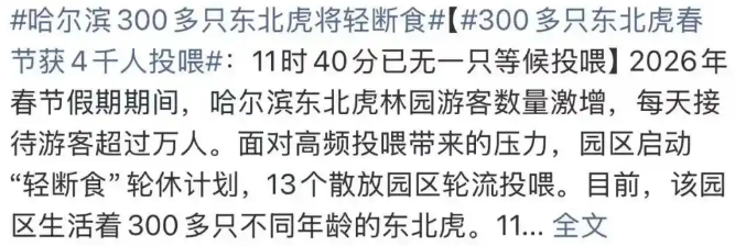 春节过后，300只老虎集体确诊“工伤”：“虎虎我啊，真的吃不动了！”