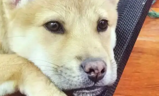 受伤小狗遭主人遗弃，医院里它仍摇尾巴，无奈医药费成无底洞