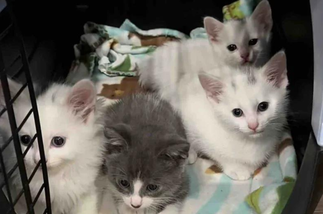街头孕猫被救后生下四只小猫，暖心成长，终于过上梦想生活