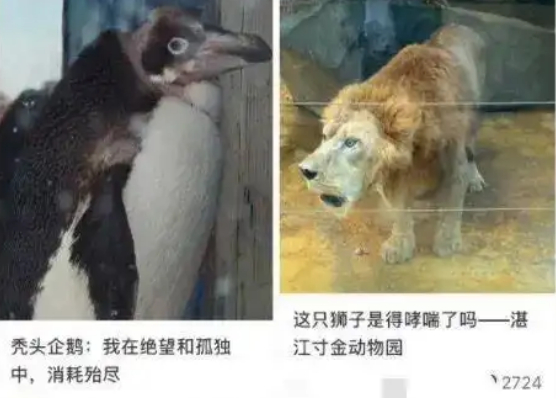 湛江一动物园狮子患哮喘？园方回应：无虐待动物现象