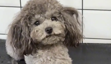 狗子上下打量了店员，并翻了个白眼。狗：你什么身份？也配伺候我