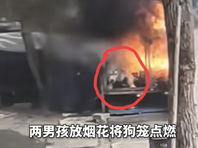 男孩放烟花引燃狗笼爱犬重伤，家长私了遭拒，主人：只求一句道歉