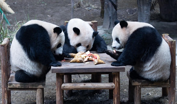 重庆动物园萌态暴击：大熊猫围桌“开饭”，悠闲干饭憨态拉满
