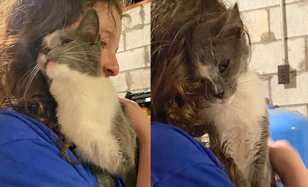 流浪猫深夜碰瓷，赖上小主人拼命求收养