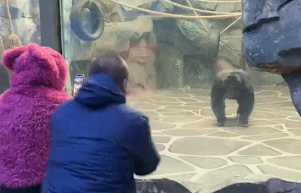 男子逗大猩猩又蹦又跳，猩猩模仿，失散多年的兄弟重逢，太激动了