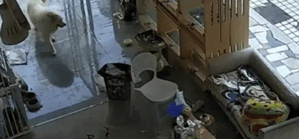 狗子跑丢了，找了老半天结果发现这货居然去SPA了