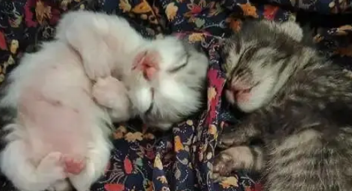 忘关车窗喜提流浪猫一家，厌猫车主立马心软，暖心安置被赞爆