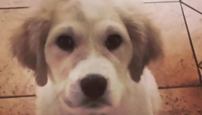 网友捡了6只快死了的无毛小奶狗，没想到养着养着……变成了大白熊