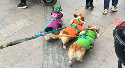 四川米易一女子遛狗不拴绳，两次惊吓邻居被行政处罚