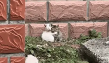 流浪小猫相依为命、小姐姐仗义救助，坐等好心人提供温暖归宿 