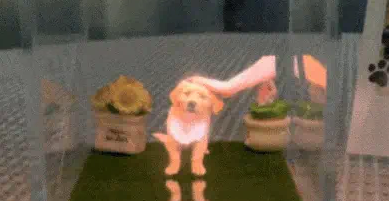 网友通过全息投影仪重新摸到了去世的毛孩子……