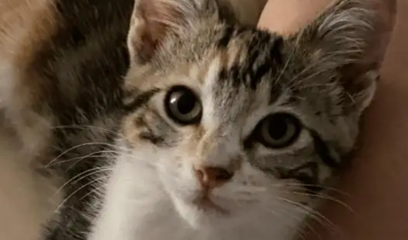 小姐姐捡到两只流浪的小猫，原主人辞职回老家就丢弃了小猫