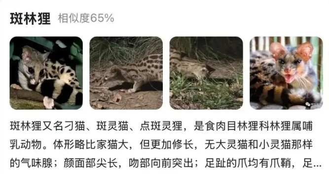 卡姿兰大眼猫误入居民楼，上网一搜…差点又一个牢底坐穿兽