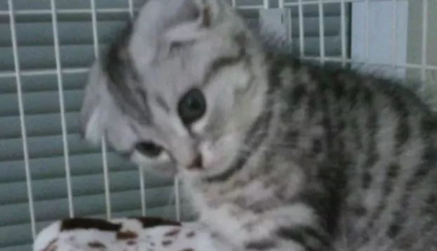 铲屎官半夜被吓死，全是钛合金猫眼惹的祸