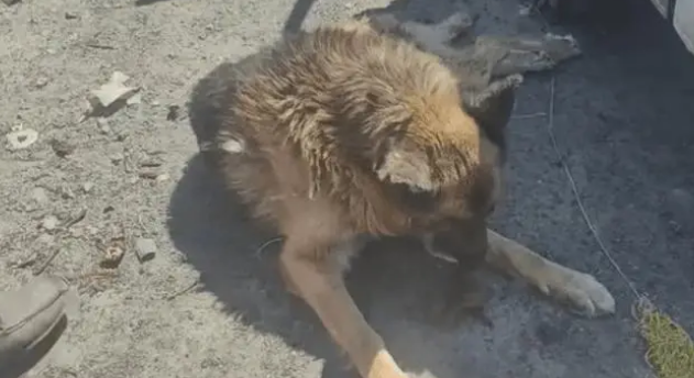老狗看家护院一辈子，却被主人打断双腿送到了狗肉车上