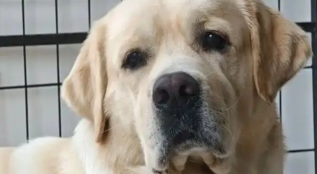 猪狗被困10天，猪饿出马甲线，拉布拉多却胖出啤酒肚