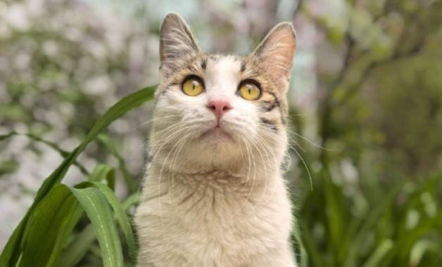 “专业寻宠团队”帮忙找猫？她落入诈骗连环套