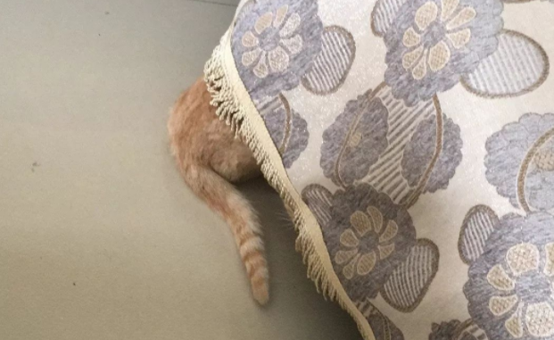 家猫瞬间怂得隐身，铲屎官找猫怒了