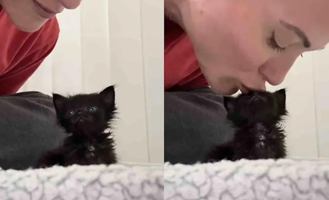 女子用10个不眠夜救下一只黑色的小奶猫，猫咪好可爱啊