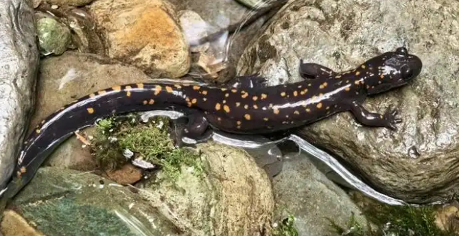 梵净山发现国家二级保护两栖动物——贵州拟小鲵