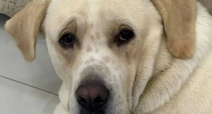 妈妈带狗去亲戚家串门儿，狗子的表情不就是小时候的我吗