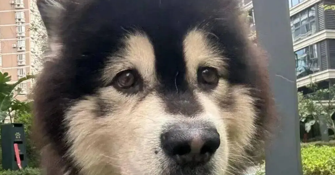 主人趁狗子便秘时跟它合照，这表情……哈哈哈哈！