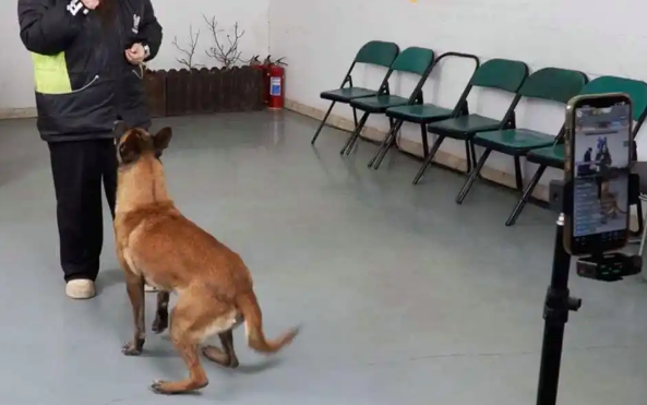 在鞍山，“宠物友好”新职业走热……