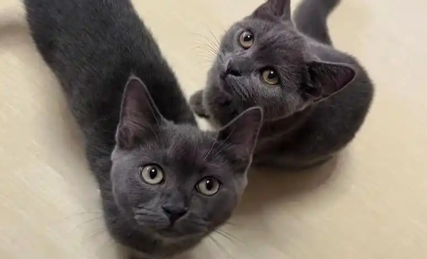 第一次觉得猫可以如此坏！网友的分享值得深思