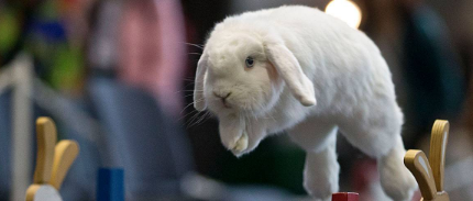 2025年德国斯图加特宠物展：动物爱好者的年度盛会