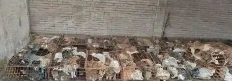 官方通报“成都一空置房非法囤猫”