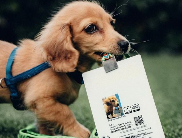 时尚圈的终极战场，为何是毛孩子