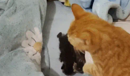 猫妈带娃也看颜值，丑娃全丢给铲屎官，家庭“帝”位一目了然