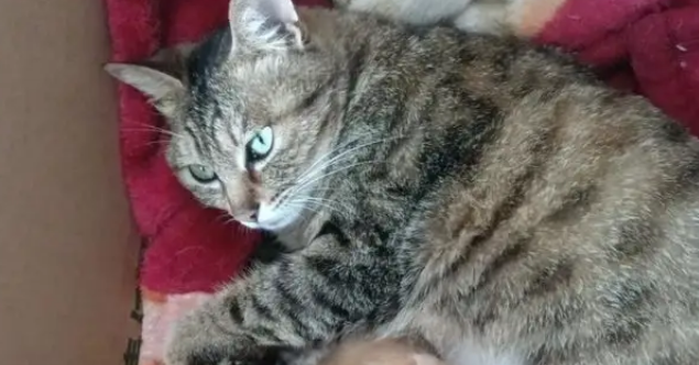 忘关车窗喜提流浪猫一家，厌猫车主立马心软，暖心安置被赞爆