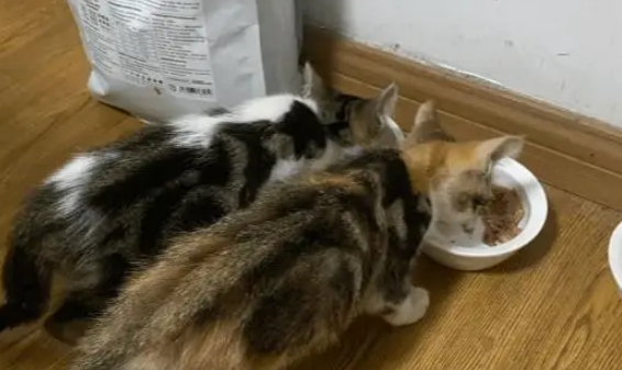 小姐姐捡到两只流浪的小猫，原主人辞职回老家就丢弃了小猫