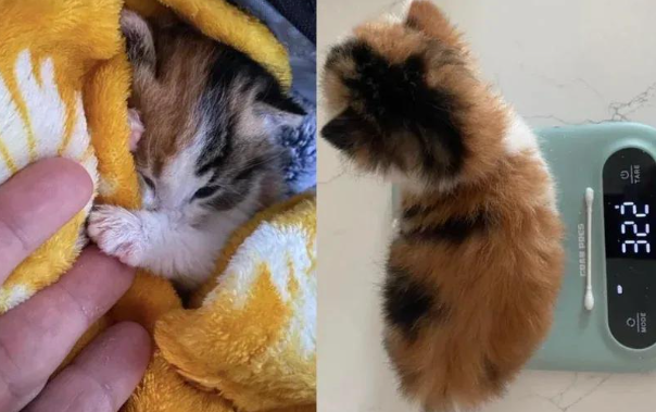 被弃的小奶猫，靠着粘人属性，活成了人见人爱的冒险王！