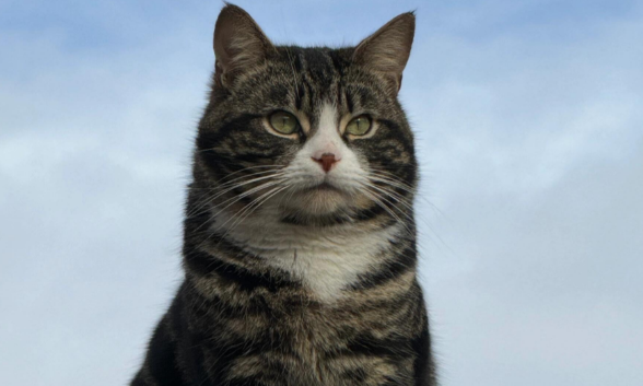 触目惊心！流浪猫血被抽干，每袋卖800元！