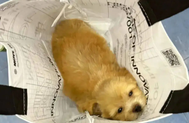 妹子用火腿肠跟流浪狗妈妈换了只宝宝，这不赚大啦！ 