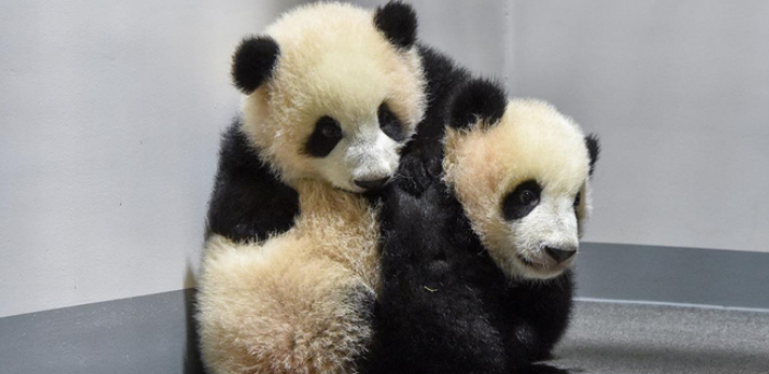 最后两只旅日大熊猫或提前回国，日本全国将无大熊猫