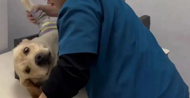 拉布拉多生病去医院拍片子，结果…三个医生都按不住