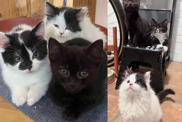 流浪猫妈孕期被救，生下五仔还收养一只孤儿