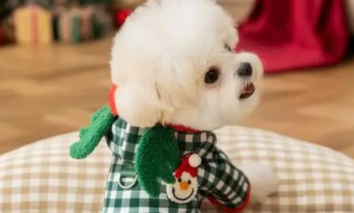 小狗穿麋鹿斗篷萌翻，网友质疑是假狗，主人晒正脸照力证真实