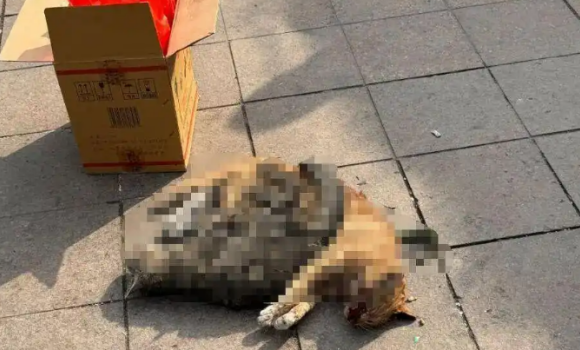 杭州被曝发生多起虐猫事件，猫咪或摔死或勒死