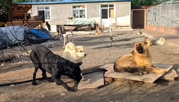 河北承德土犬因霸气走红被称“最强阿尔法”！