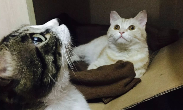 两只猫咪玩躲猫猫，最后一张图表情亮了 