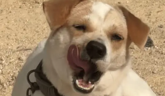 爷爷养的小土狗竟会斜嘴笑，感觉有点拽有点痞帅