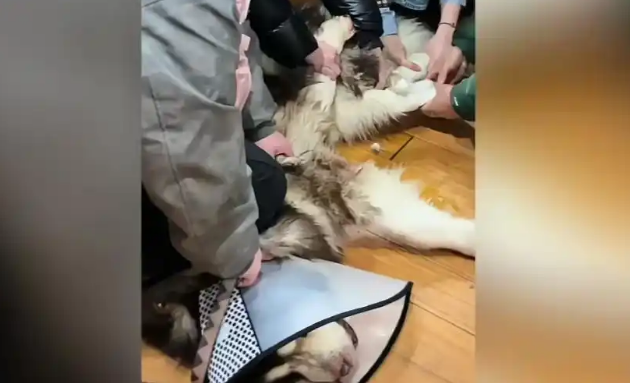 70岁老父亲被自家宠物狗咬伤，现场惨不忍睹