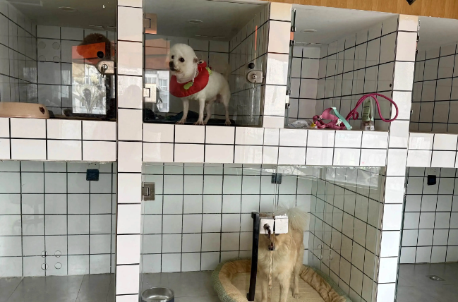 过年宠物怎么安置？这道团圆考题有了更多新答案