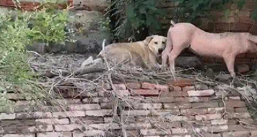 猪狗被困10天，猪饿出马甲线，拉布拉多却胖出啤酒肚